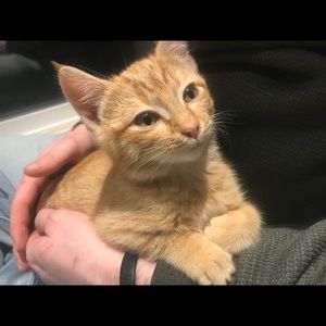 Meet your Posher, Aurora